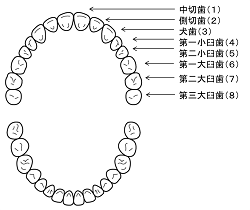 永久歯の歯並び