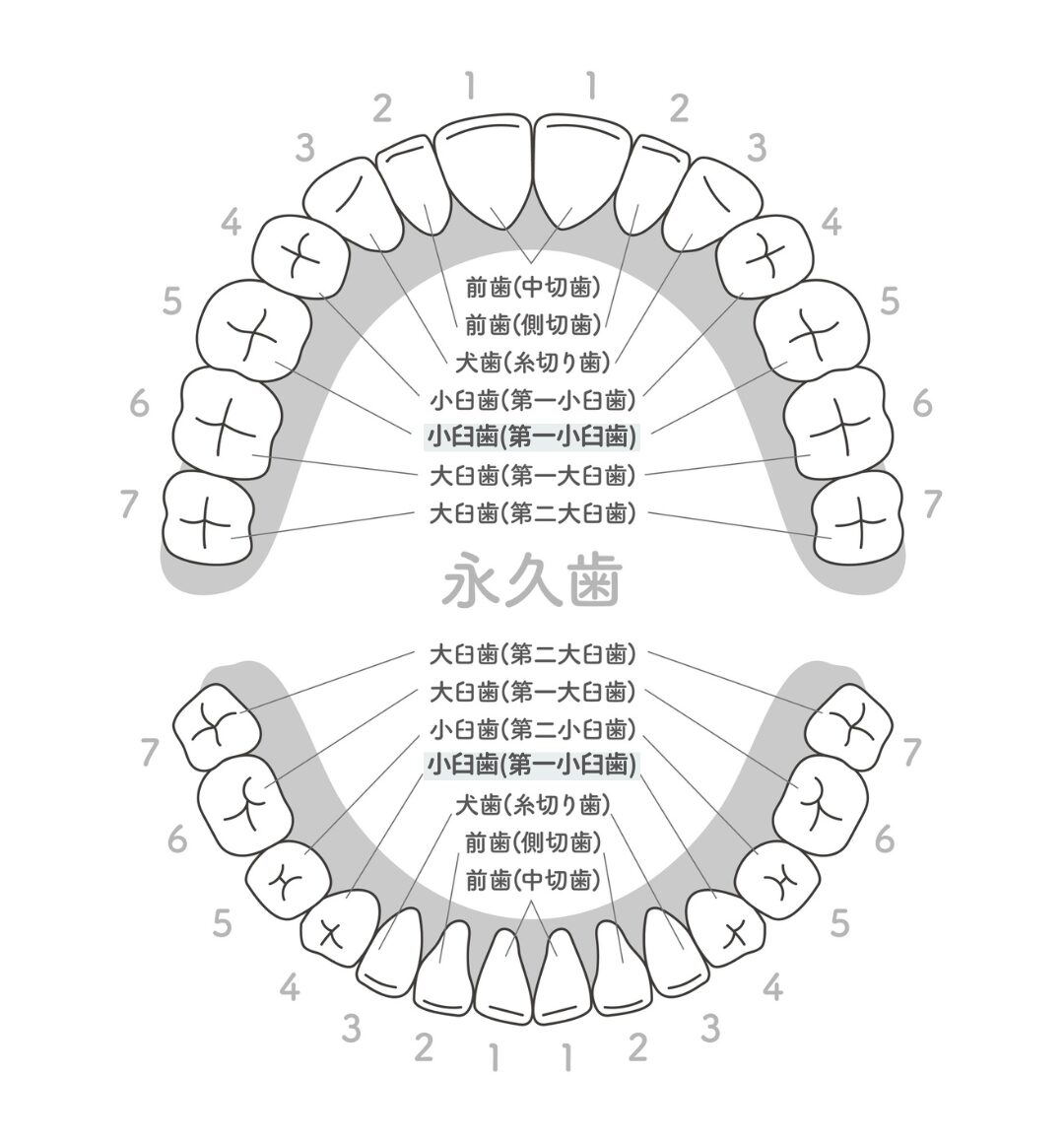 第一小臼歯（前から4番目の歯）が最も多い
